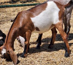 mini nubian goats for sale in colorado